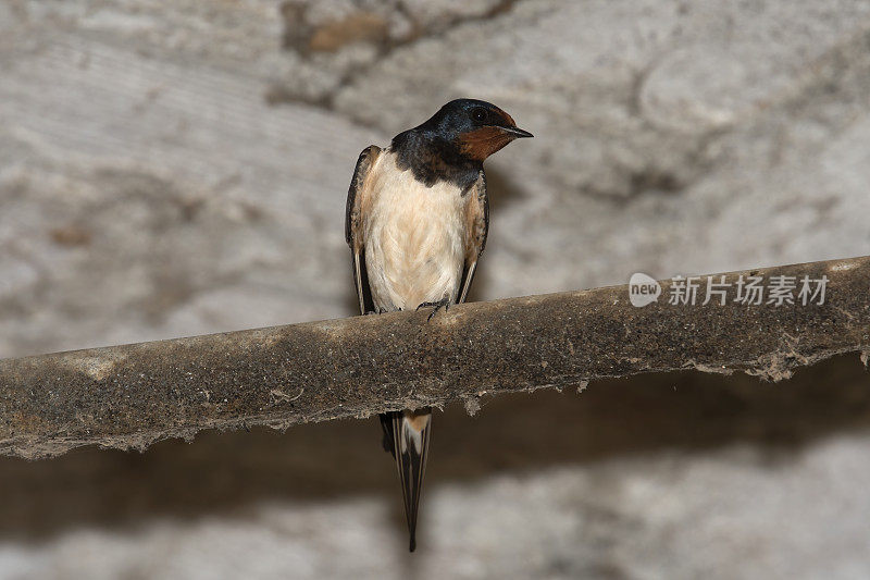 燕子(Hirundo rustica)